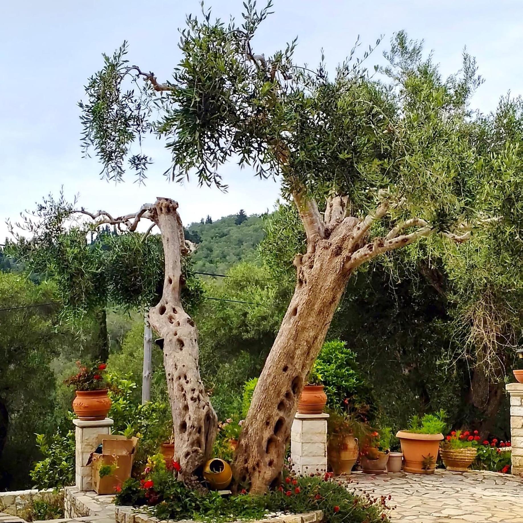 Villa Raxi Fountana Zewnętrze zdjęcie